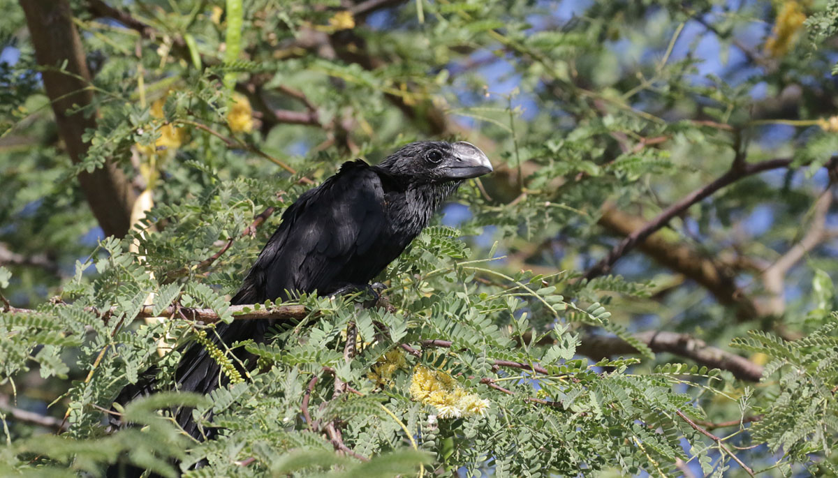 Smooth-billed Ani